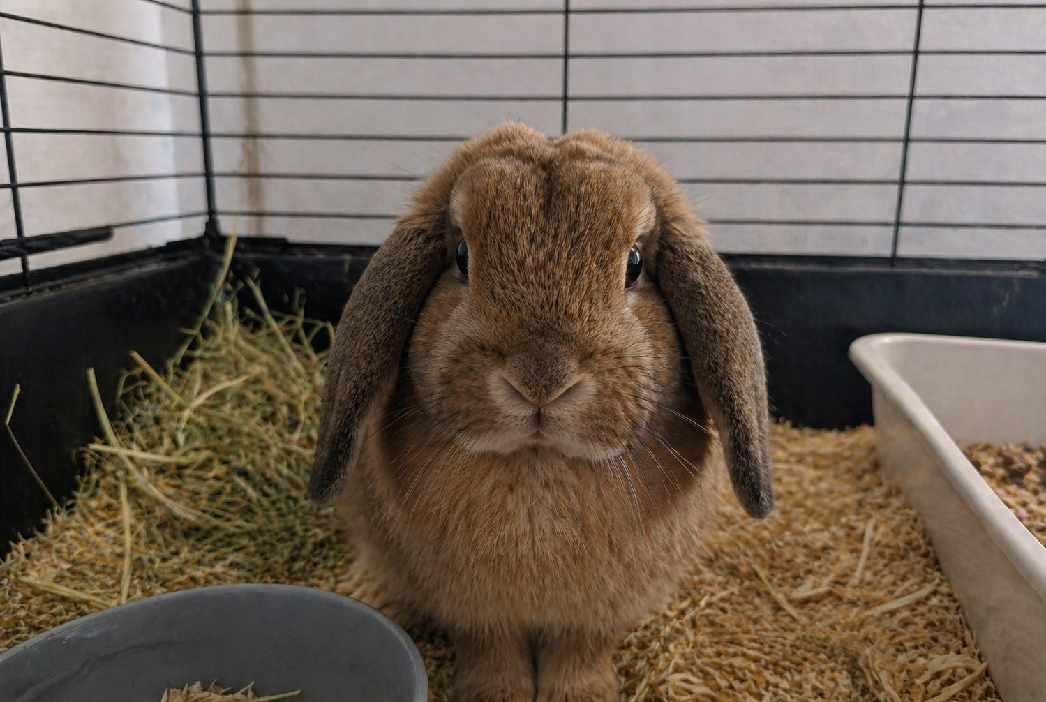 Hazel, Dutch Rabbit
